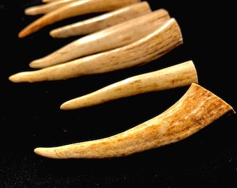 1 Pound of Small Elk Antler Tips and Points (2-6 Inches Long)