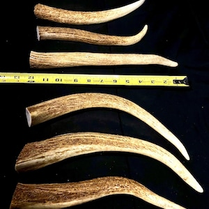 May include: Five antler sheds of varying sizes and shapes, arranged in a row on a black background. A yellow measuring tape is positioned below the antlers, with the numbers 2 through 12 visible.