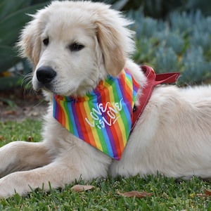 May include: A white golden retriever puppy wearing a rainbow bandana with the text "Love is Love" on it. The puppy is lying on green grass.