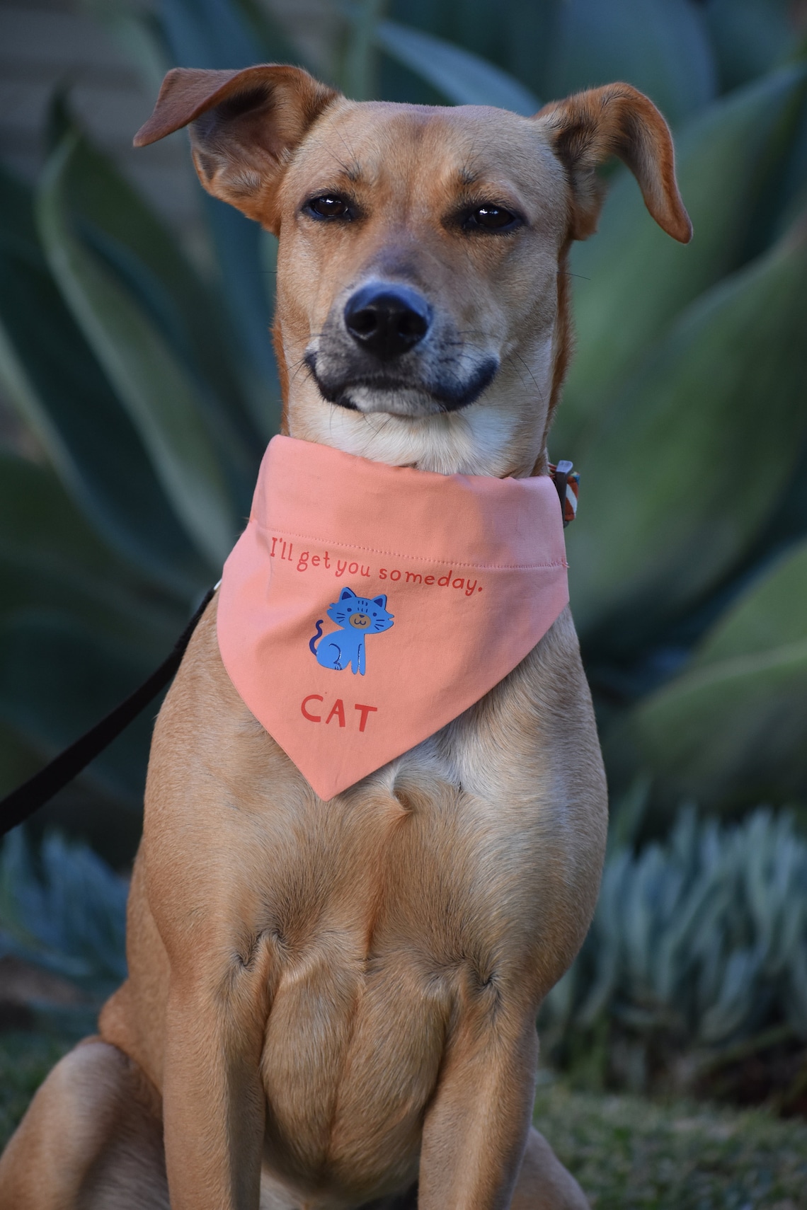 Funny Dog Bandana
 Funny Dog Bandana Dog Bandana Puppy Bandana Dog Etsy UK