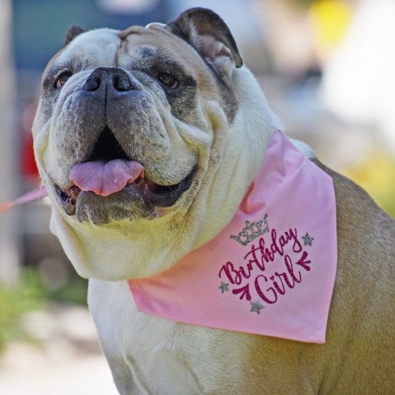 Birthday scarf sale for dogs