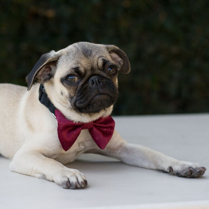 Dog Bow Tie Collar Cranberry Wedding Photo Prop Etsy