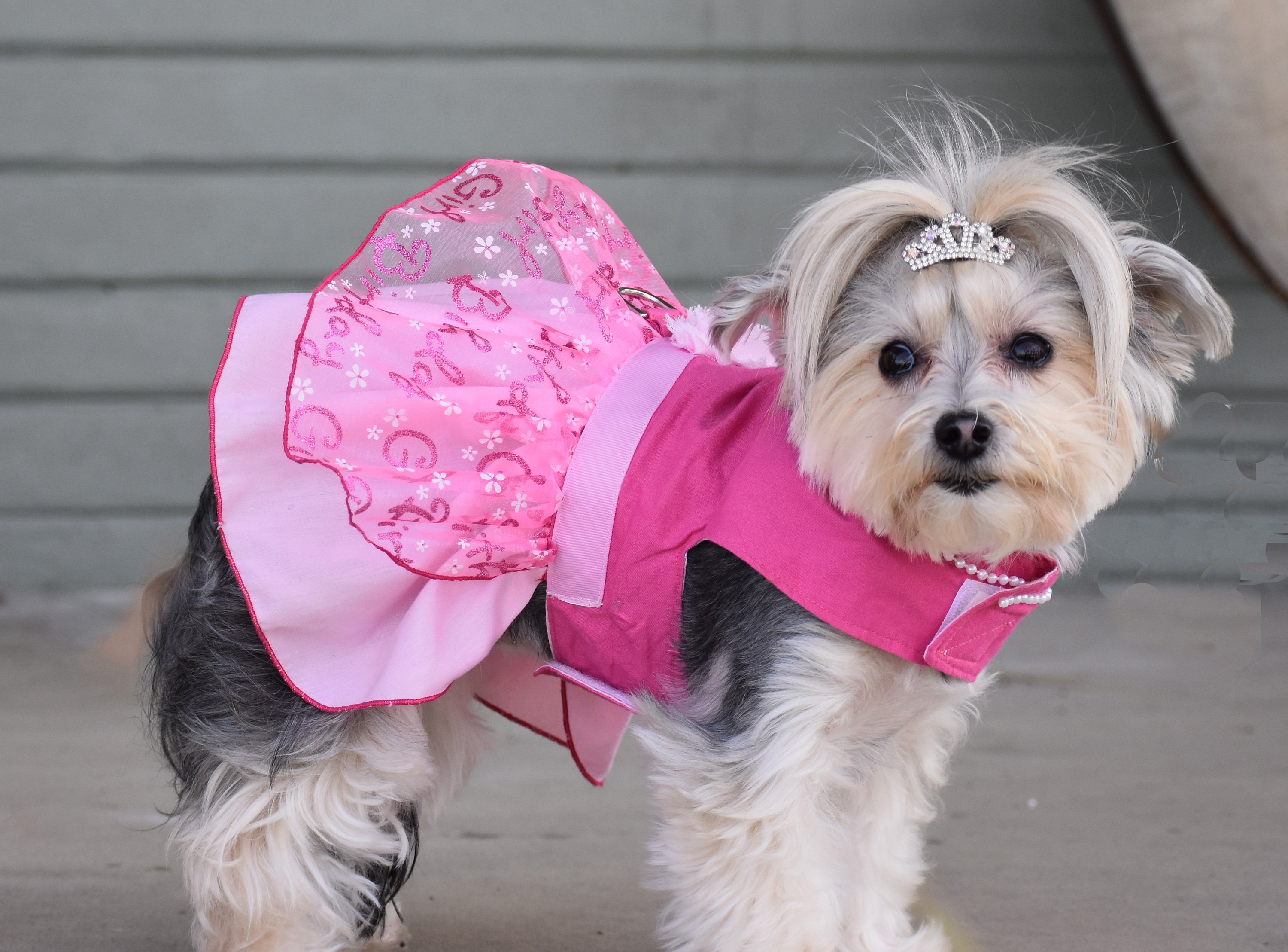 how to train a dog not to pull while walking