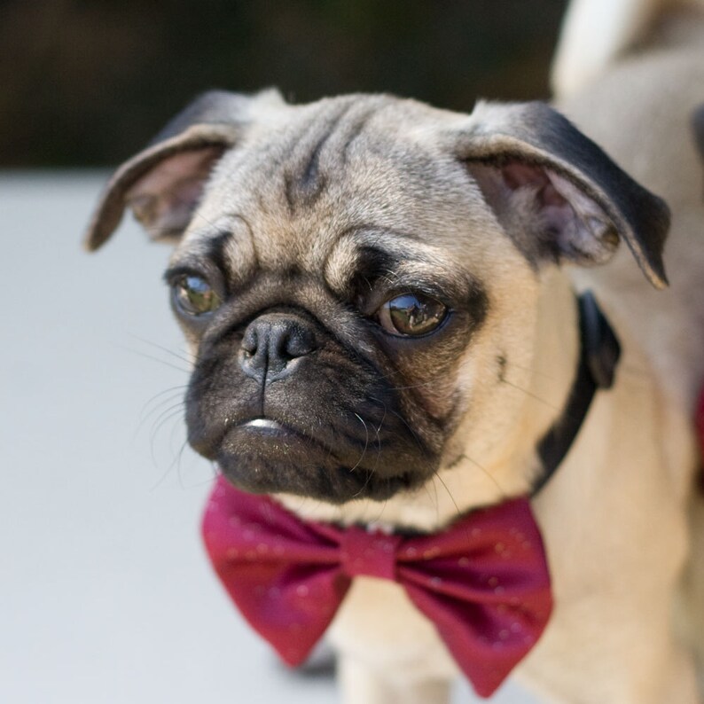 Dog Bow Tie Collar Cranberry Wedding Photo Prop Etsy