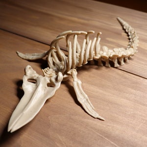 May include: A beige plastic skeleton of a prehistoric marine reptile with a long snout and a curved spine.