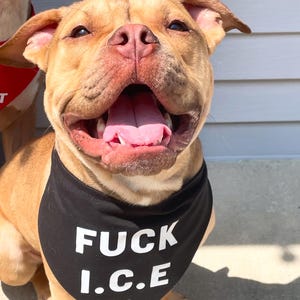 May include: A tan-colored dog with a black bandana that has the words "FUCK I.C.E" in white block letters. The dog is smiling with its mouth open, showing its pink tongue. Another dog is partially visible in the background.