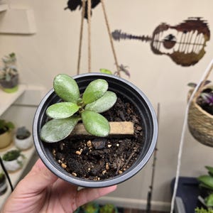 Jade Plant – Crassula Ovata – Live Succulent in 2 Inch Pot – Easy Care Money Tree – Indoor Feng Shui Plant – Gift for Prosperity & Growth