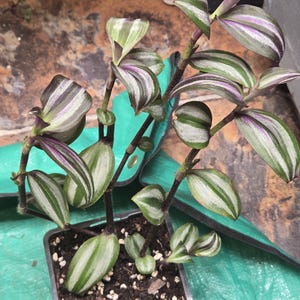Royal Tradescantia Zebrina - Live Plant | Wandering Jew Plant with Purple & Silver Stripes | Easy-Care Indoor Plant | 4” Pot | BeLeaf Kingdo
