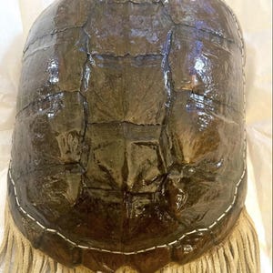 May include: A dark brown turtle shell with a glossy finish. The shell is stitched with white thread and has a fringe of tan leather at the bottom. The shell is oval-shaped and has a textured surface.