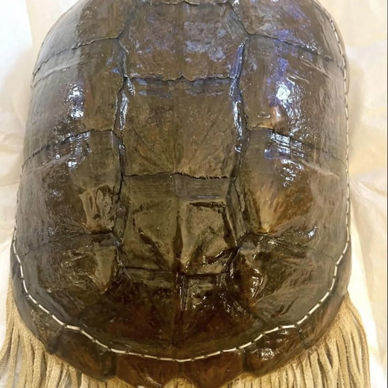 Turtle Art Made of Shells - Etsy