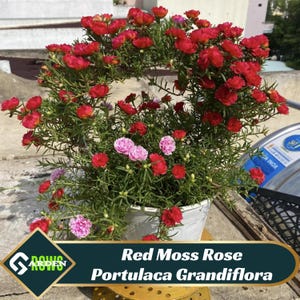 Red Moss Rose Portulaca Grandiflora Seeds - Drought Tolerant-Low Maintenance- Ground Cover- Attracts Pollinators-Plant in Spring/Summer#8186