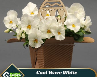 Cool Wave White Pansy Seeds – Cold Hardy, Open-Pollinating