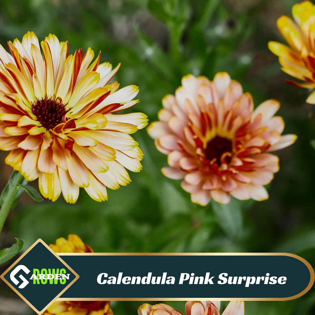 Calendula Pink Surprise - Edible -cold Resistant -open-pollinating ...