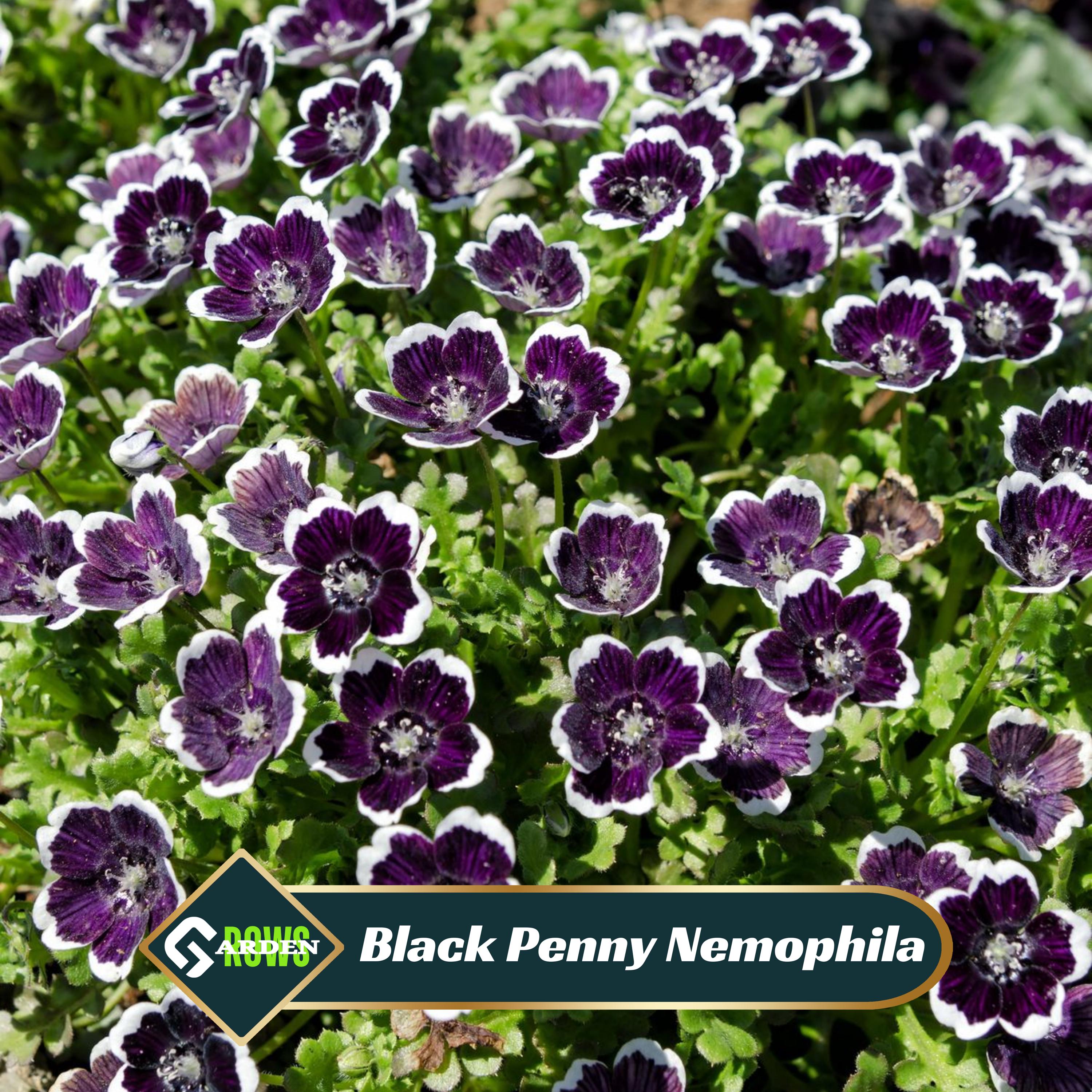 Nemophila Flower - Etsy