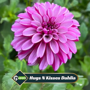 Hugs N Kisses Dahlia Seeds - Perennial -Fast Growing - Open-Pollinating -Heirloom -Authentic- Clumping- Easy to Grow