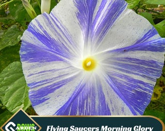 Flying Saucers Morning Glory Seeds – Open-Pollinating Heirloom
