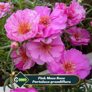 Pink Moss Rose Portulaca grandiflora Seeds -Low Maintenance - Attracts Pollinators - Ground Cover - Plant in Spring/Summer