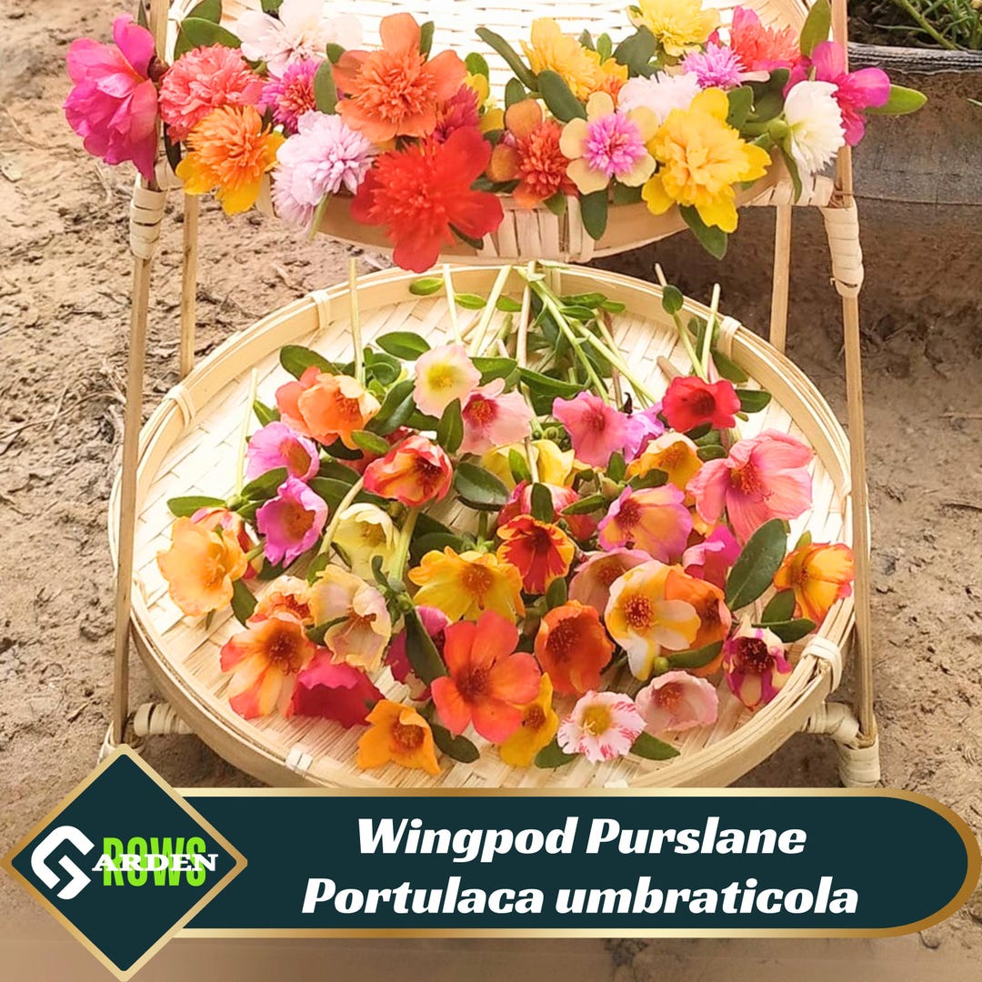 Wingpod Purslane Portulaca Umbraticola Seeds - Low Maintenance - Ground ...