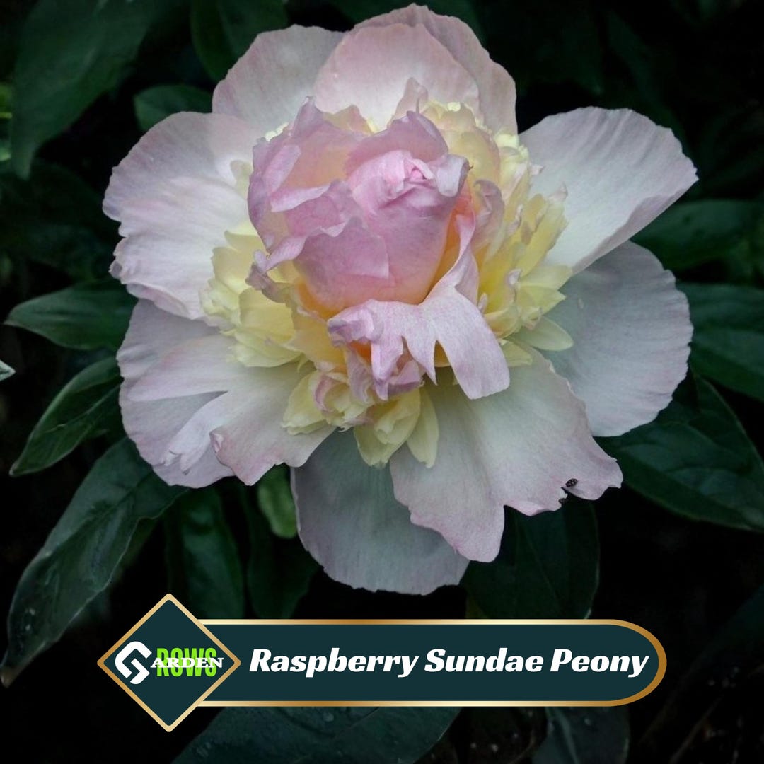 Raspberry Sundae Peony Seeds - Showy Blooms, Fragrant, Long-lived ...