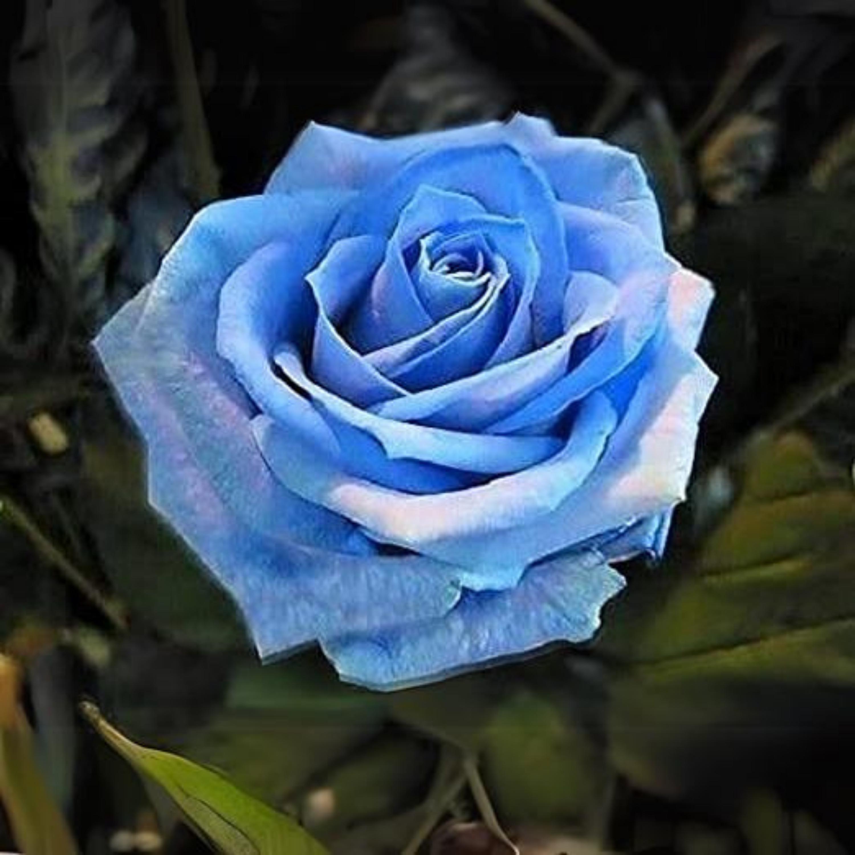 Light Blue Rose Seeds - Perennial - Cross-pollinating - Cold
