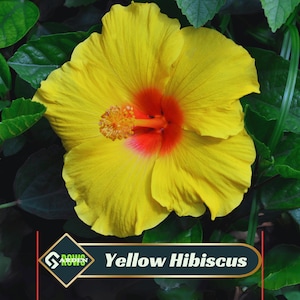 May include: A vibrant yellow hibiscus flower with a red and orange center, surrounded by green leaves. The flower's petals are fully open, showcasing its intricate details. The image includes the text "Yellow Hibiscus".