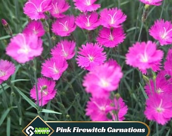 Pink Firewitch Carnations Seeds  - Dianthus Seeds - Open-Pollinated -  - Heirloom - Flower Seeds - Mix Seeds to Plant - .#ca32