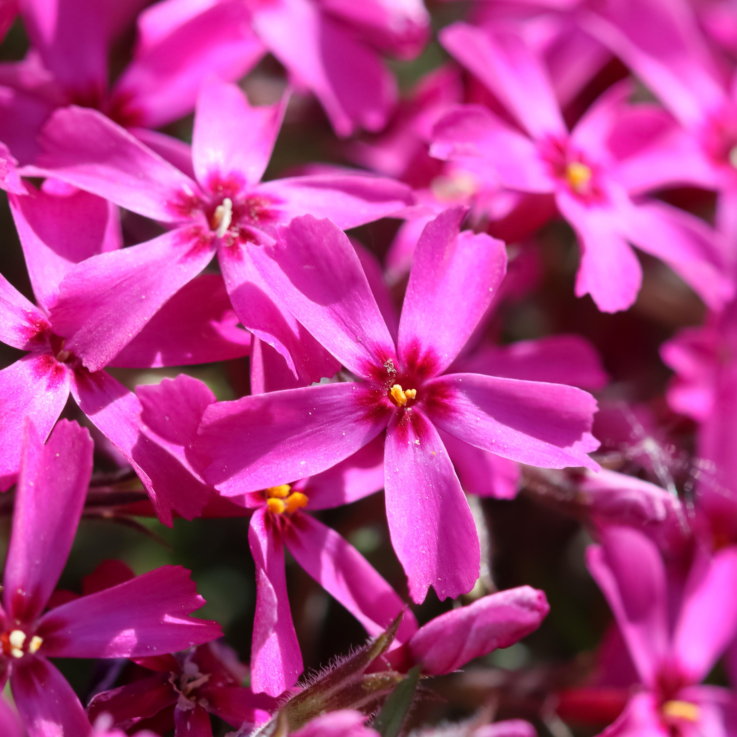 Scarlet Flame Creeping Phlox Seeds - Cold Resistant - Drought