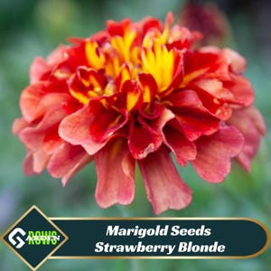 May include: Close-up of a vibrant marigold flower with layers of red, orange, and yellow petals. The flower has a full, rounded shape. The image includes text that reads "Marigold Seeds Strawberry Blonde".