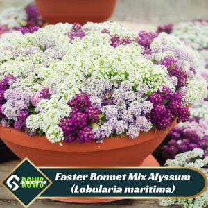 Easter Bonnet Mix Alyssum (Lobularia maritima) Seeds - Cold Resistant - Open-Pollinating - Drought Tolerant - Plant in Early Spring - #304