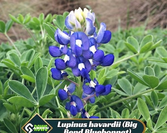 May include: A close-up of a Big Bend Bluebonnet flower, a vibrant blue and white wildflower. The flower is surrounded by green foliage. The image includes the text "Lupinus havardii (Big Bend Bluebonnet)".