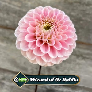 Wizard of Oz Dahlia Seeds - Perennial -Fast Growing - Open-Pollinating -Heirloom -Authentic - Easy to Grow