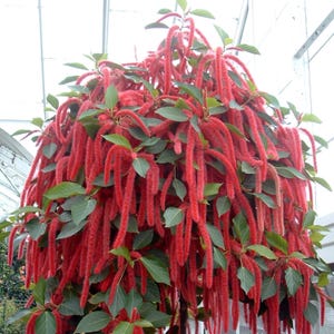 Crimson Love Lies Bleeding Seeds - Amaranthus caudatus - Deep Red Trailing Tassels - Long Blooming - Easy Grow Garden Statement Plant