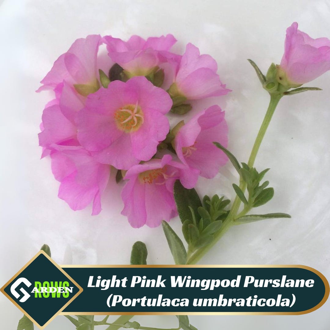 Light Pink Wingpod Purslane (portulaca Umbraticola) Seeds -low ...