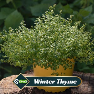 May include: A vibrant green Winter Thyme plant in a yellow pot, set against a blurred green background. The plant is bushy and full, with small, light green leaves. The pot sits on a weathered wooden surface. The text "Winter Thyme" is displayed.
