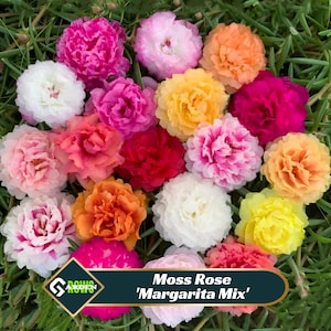 Op de afbeelding: Een levendige verzameling Moss Rose 'Margarita Mix' bloemen in verschillende kleuren, waaronder roze, wit, geel, oranje en rood, tegen een achtergrond van groen gras. De afbeelding toont de kleurrijke bloemen in een natuurlijke omgeving.