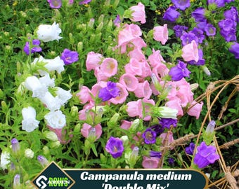 Campanula medium 'Double Mix'(Cup & Saucer) Seeds - Showy Blooms - Unique Cup-and-Saucer Shape, Attracts Pollinators -Plant in Spring/Summer