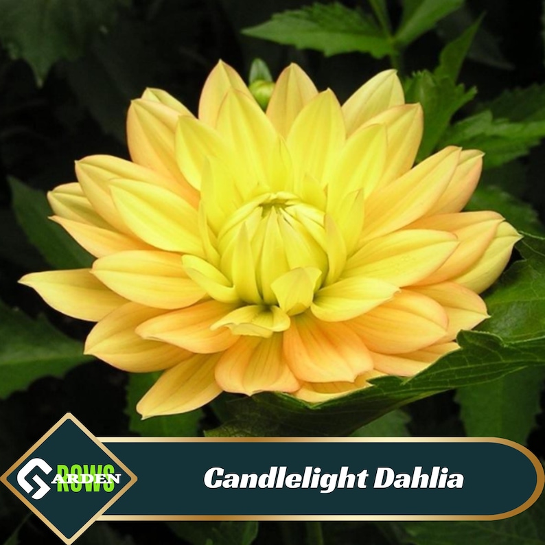 Candlelight Dahlia Seeds Perennial fast Growing Openpollinating heirloom authentic Clumping