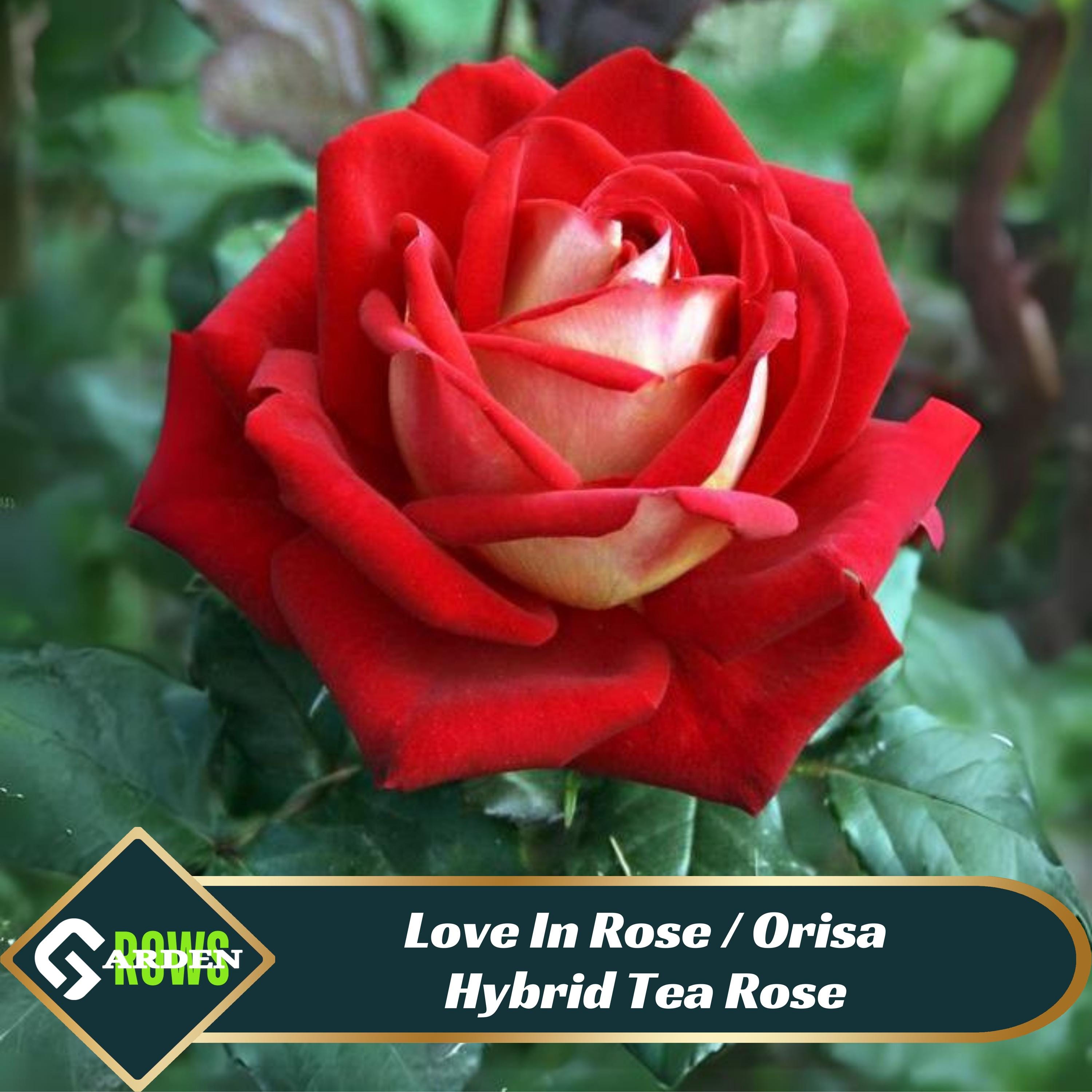 Love In Rose / Orisa Hybrid Tea Rose Seeds- Perennial -Cross-Pollinating -Cold Resistant -Deciduous-Plant in Late Fall/Early Spring -  #1073