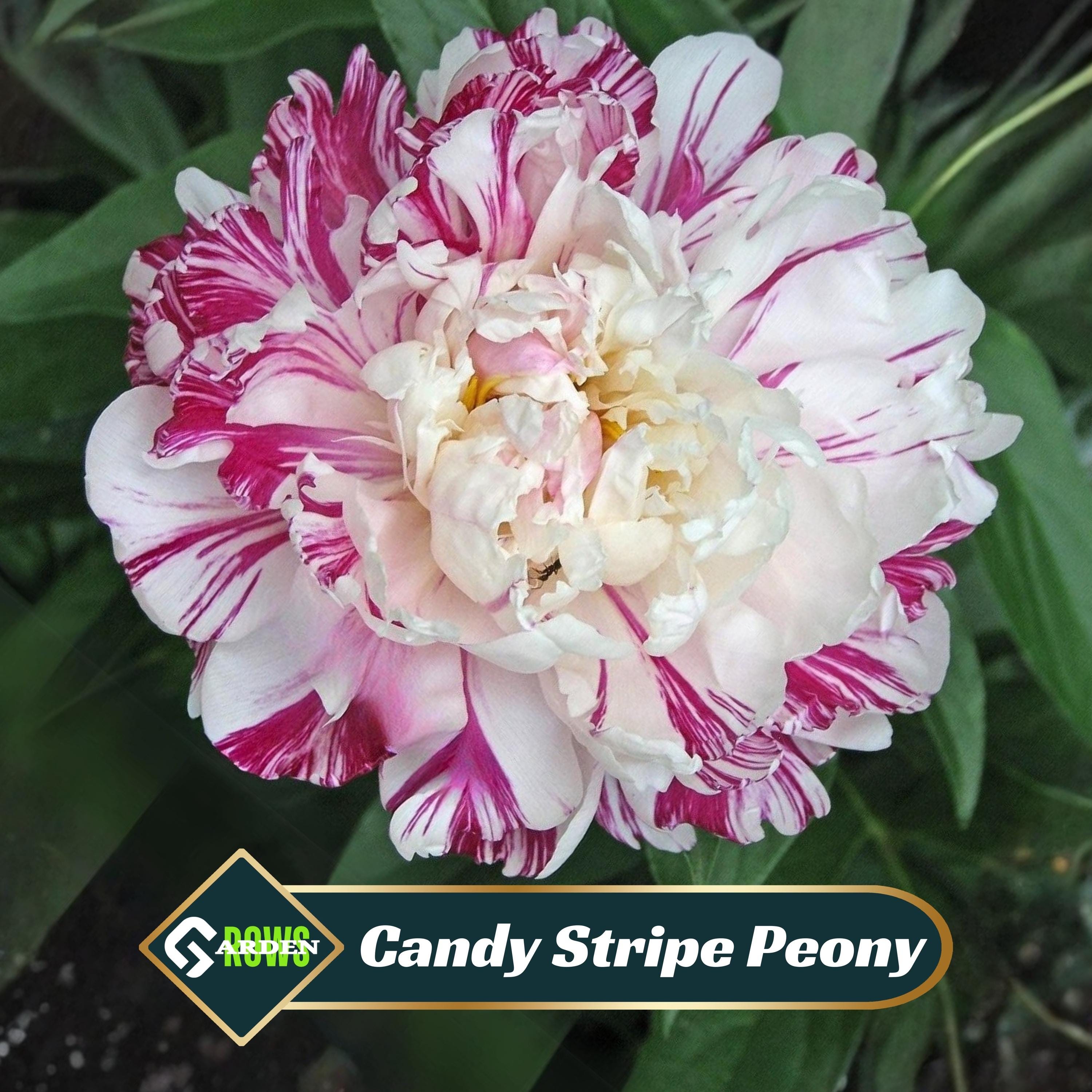 Candy Stripe Peony Seeds - Showy Blooms, Fragrant, Long-lived