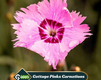 Cottage Pinks Carnations Seeds- Dianthus Seeds - Open-Pollinated -  - Heirloom - Flower Seeds - Mix Seeds to Plant