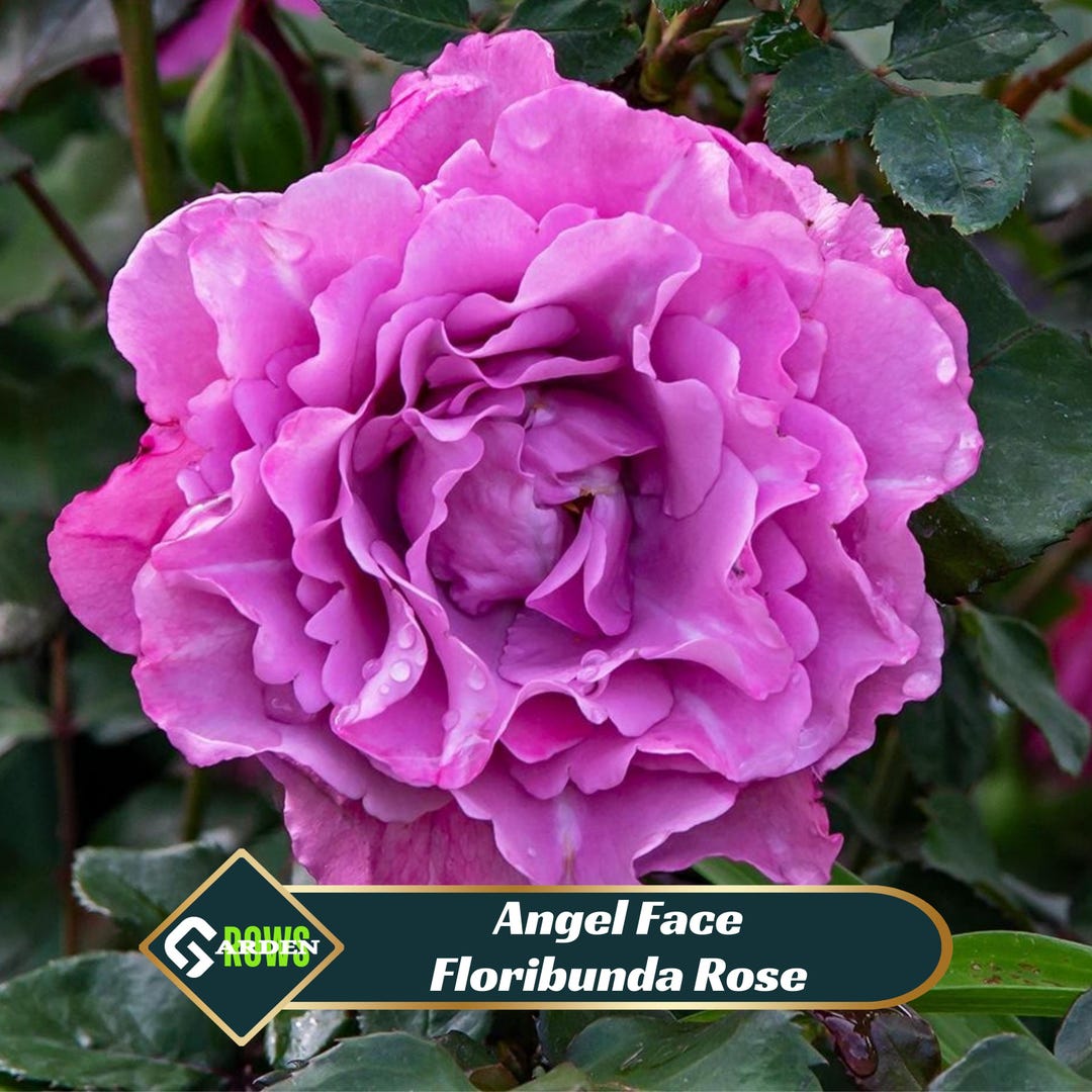 Angel Face Floribunda Rose Seeds – Perennial, Cross-pollinating - Etsy