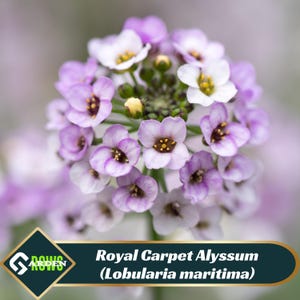 Royal Carpet Alyssum (Lobularia maritima) Seeds - Cold Resistant - Open-Pollinating - Drought Tolerant - Plant in Early Spring - #306