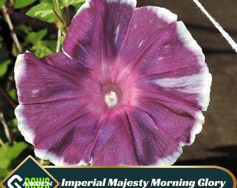 Imperial Majesty Morning Glory Seeds – Open-Pollinated, Vine Flower Seeds
