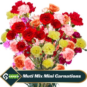 May include: A bouquet of multi-colored mini carnations in shades of red, pink, yellow, and white. The flowers are arranged in a loose, natural style. The text "Muti Mix Mini Carnations" is displayed on a dark green background.