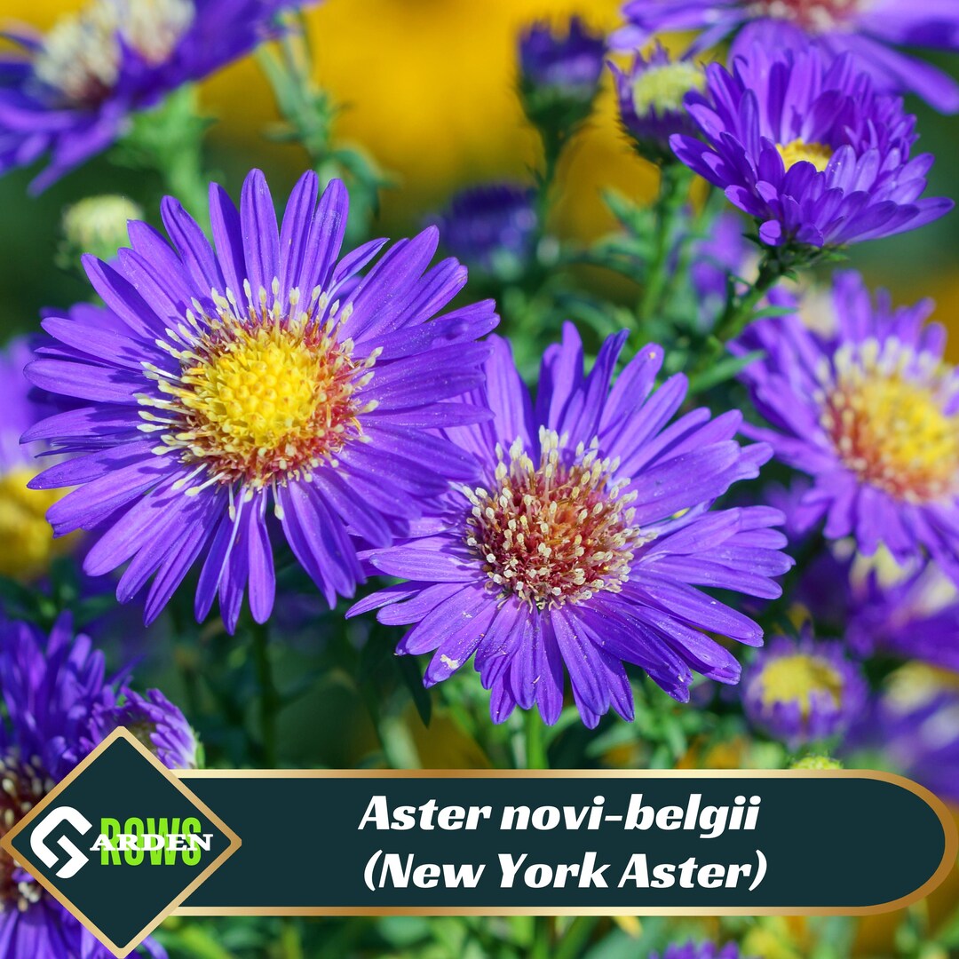 Aster Novi-belgii (new York Aster) Seeds - Soft Yellow Flowers ...