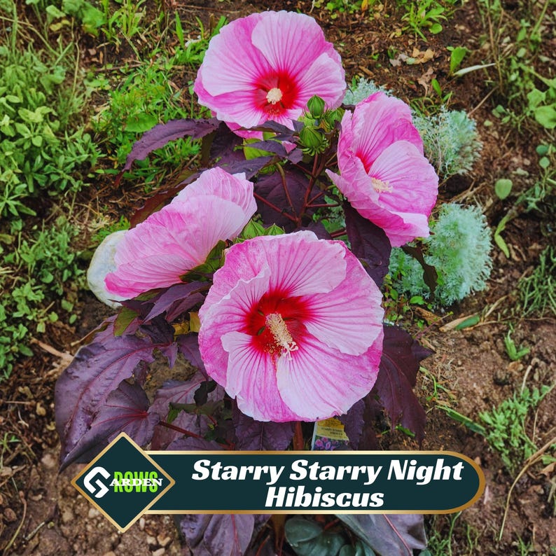 Starry Night Spring Starry Starry Night Hibiscus Seeds - Cold Resistant, Fast Growing ...