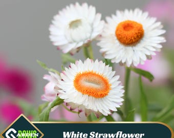 White Strawflower Seeds – Heirloom Xerochrysum, Drought Resistant