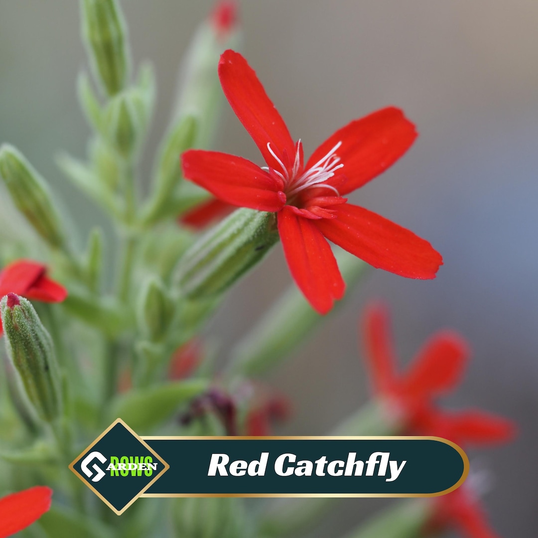 Red Royal Catchfly Seeds - Silene Regia - Bright Red Blooms - Tall ...