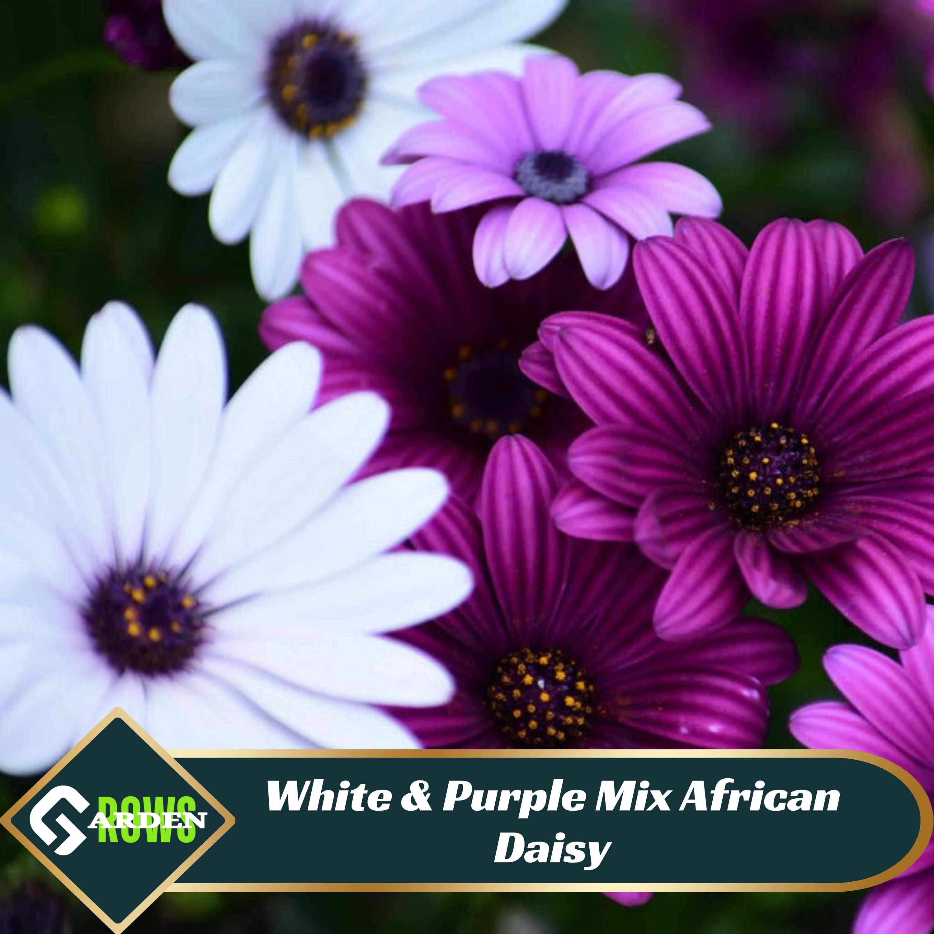 Purple Daisy Seeds