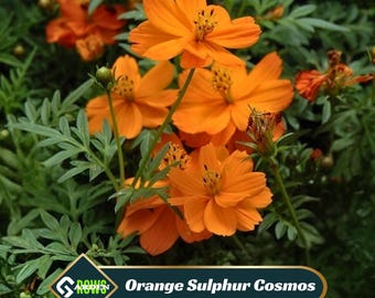 Orange Sulphur Cosmos Seeds – Drought Resistant, Pollinator Garden